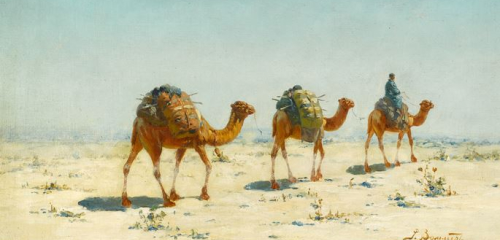 camels