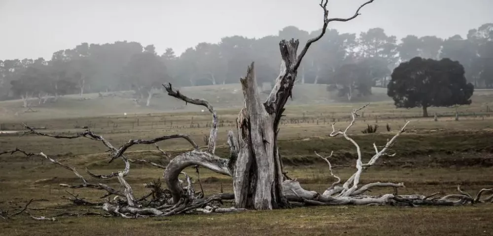 tree